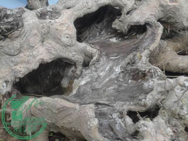 DSC02260.JPG