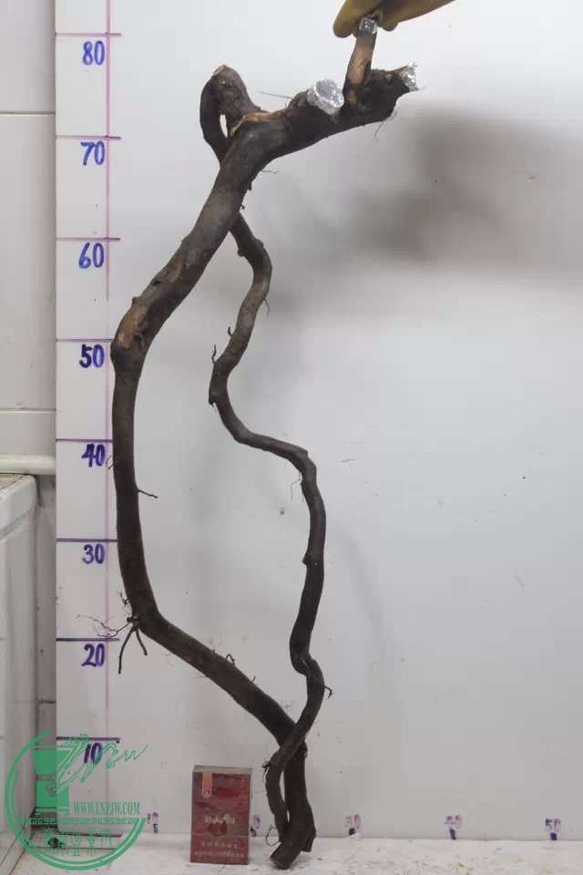 psb (11).jpg