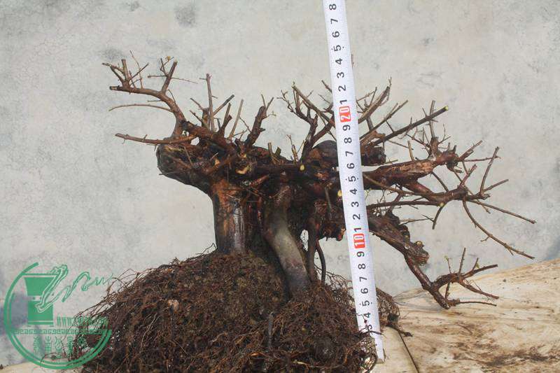 Ƭ20131026ۺ 2527.jpg
