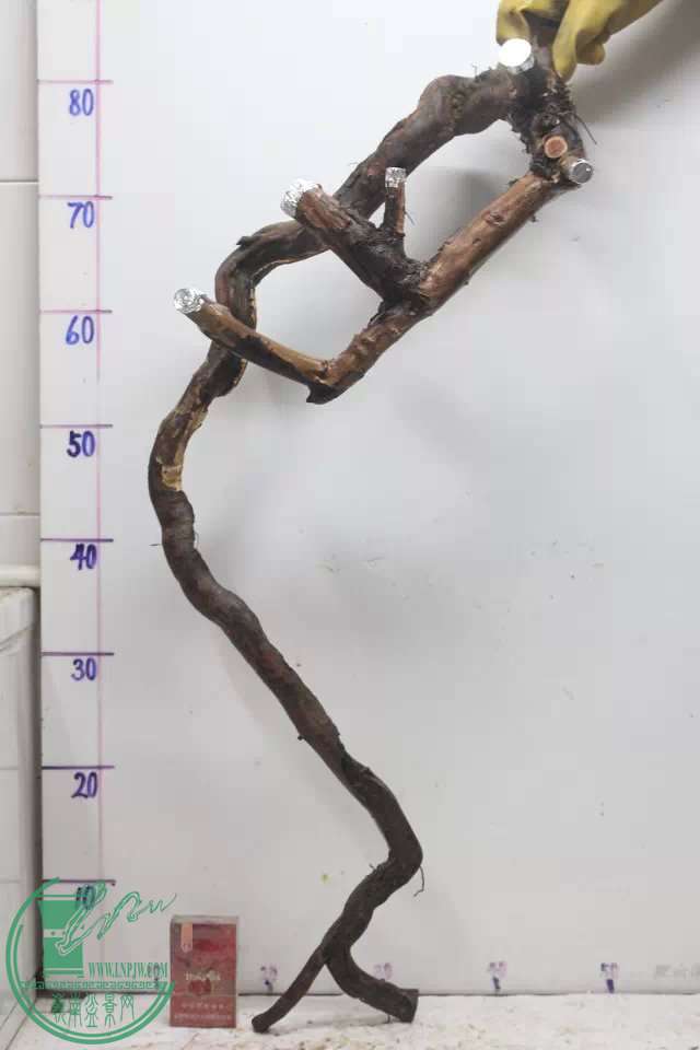 psb (7).jpg