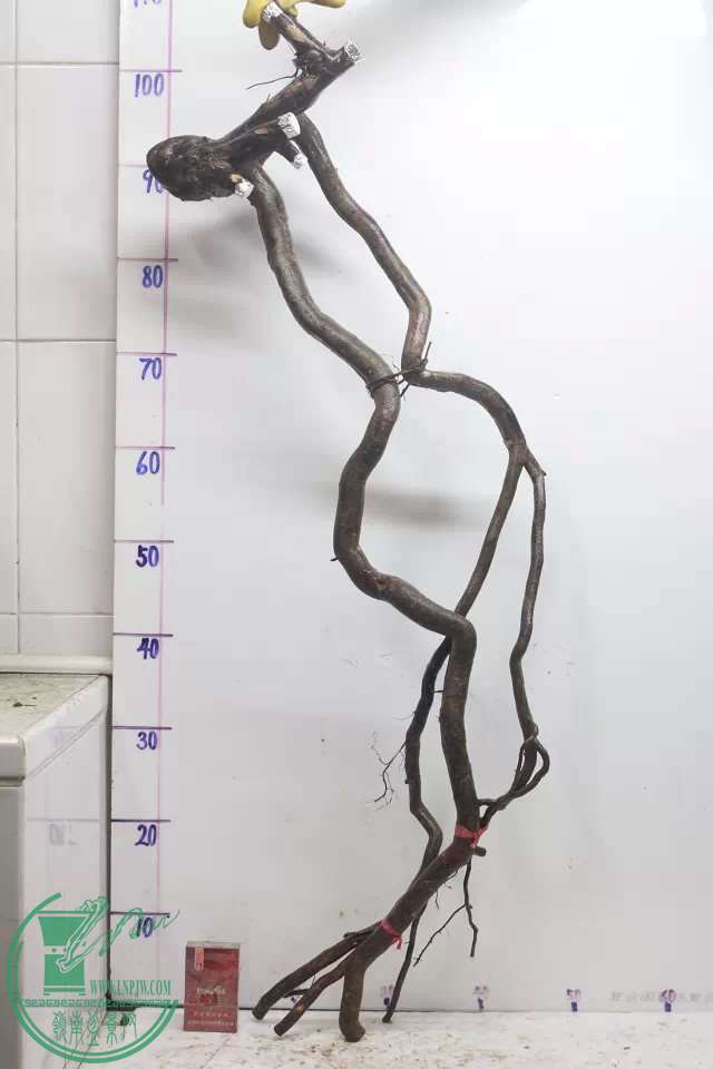 psb (3).jpg
