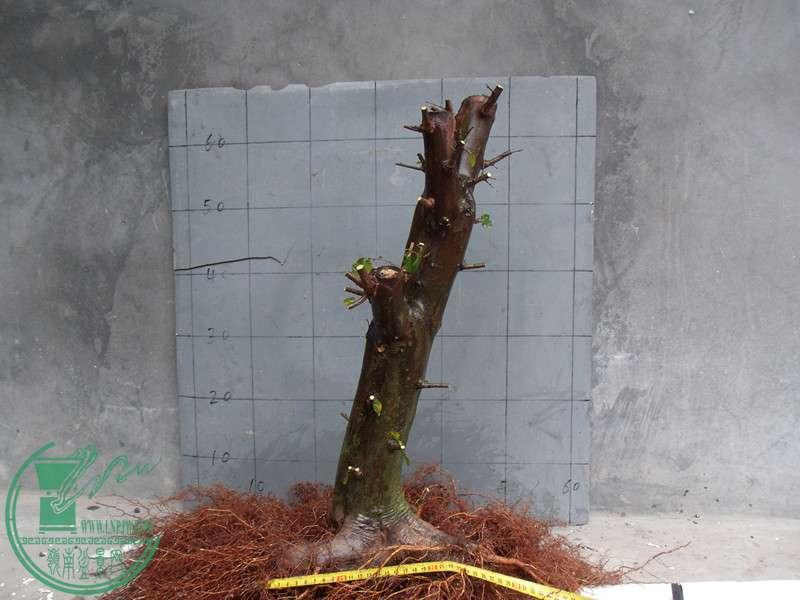 GEDC5537_.jpg