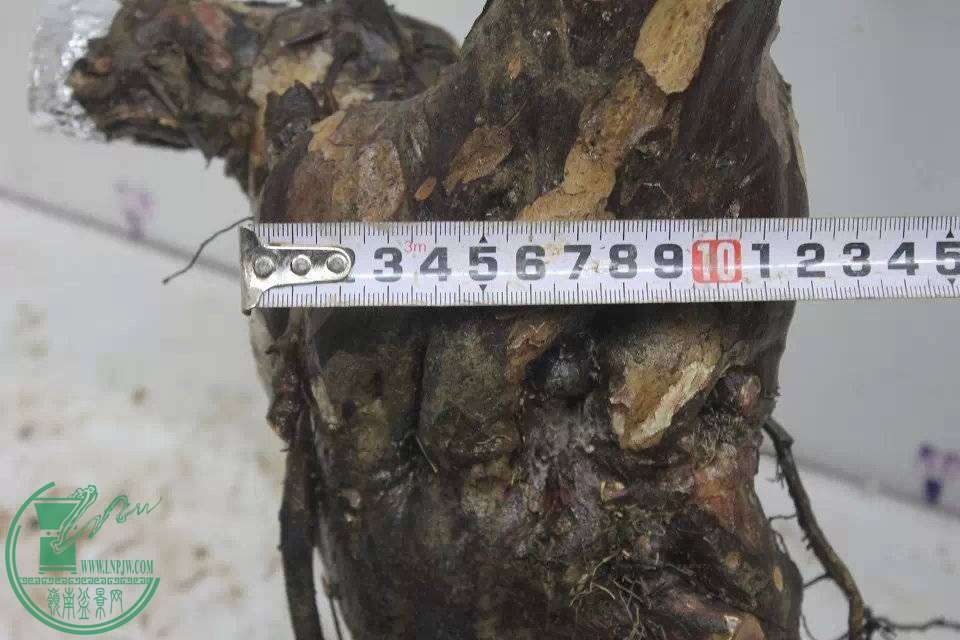 225833z0e3zpbubeq2bq2q.jpg.thumb.jpg