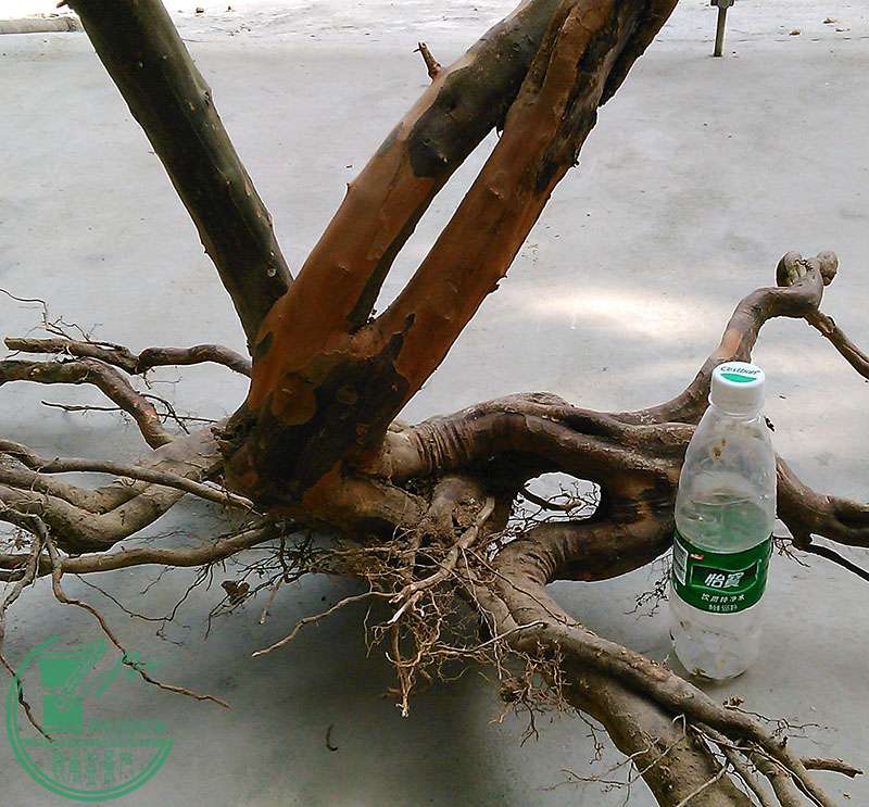 ȸ÷2.jpg