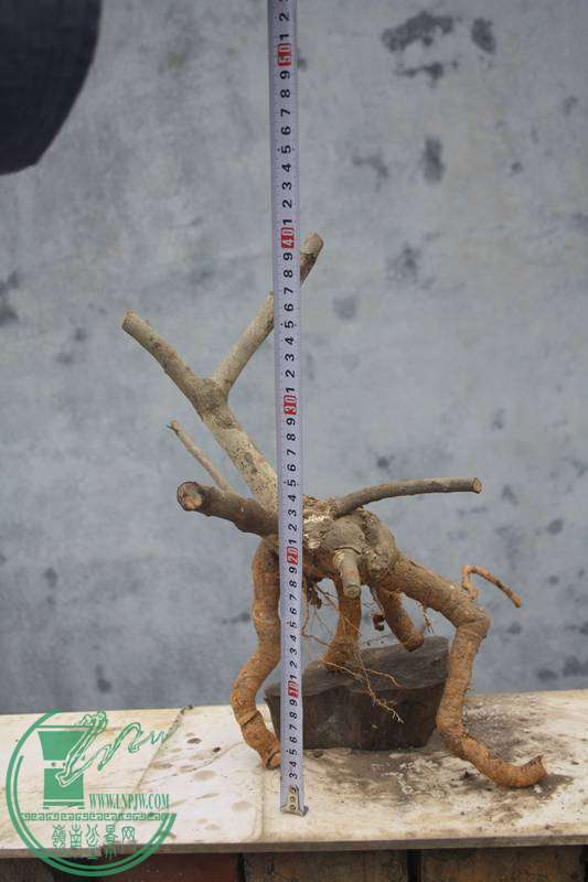 Ƭ20131026ۺ 2530.jpg