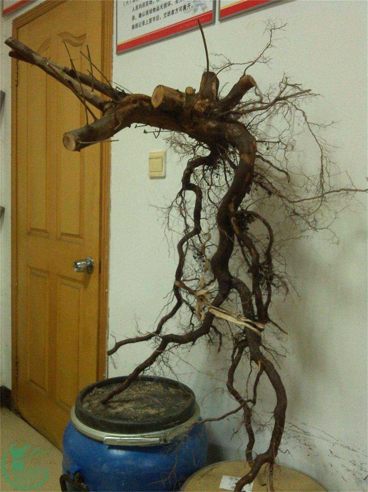 ȸ÷׮142IMG_20150203_121814.jpg