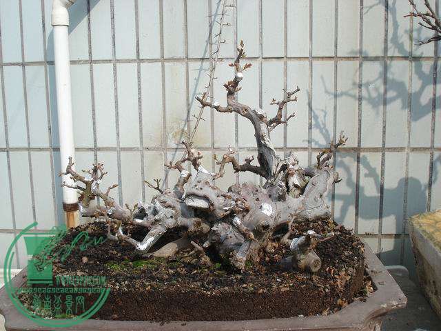 С DSC00245.JPG