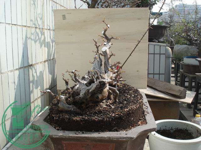 С DSC00248.JPG