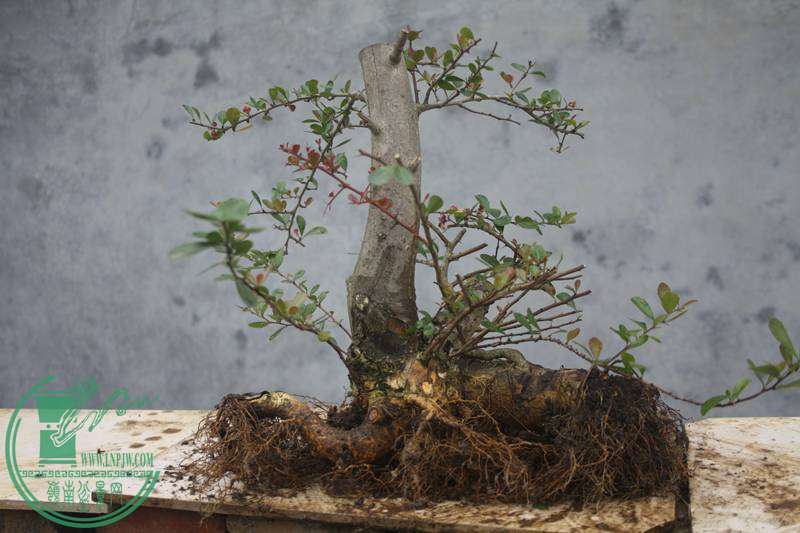 Ƭ20131026ۺ 2539.jpg