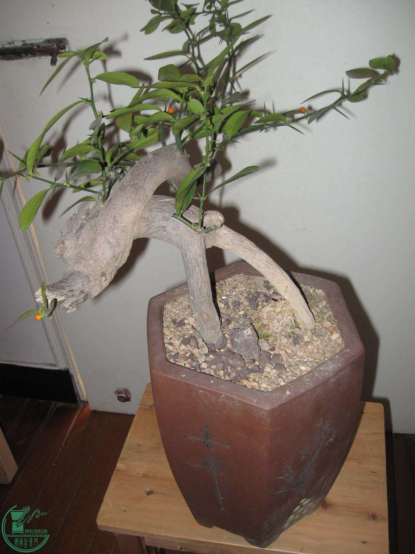 IMG_6859.jpg