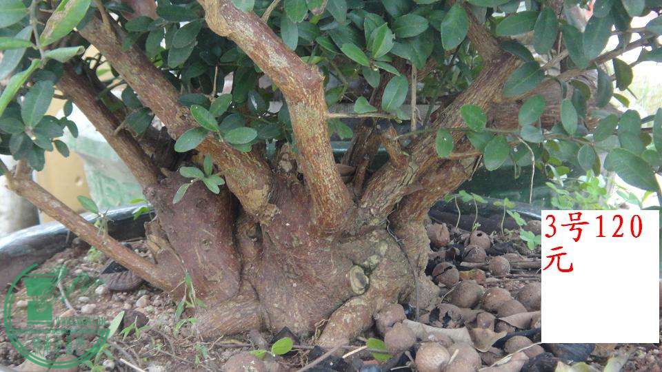 DSC02077.JPG