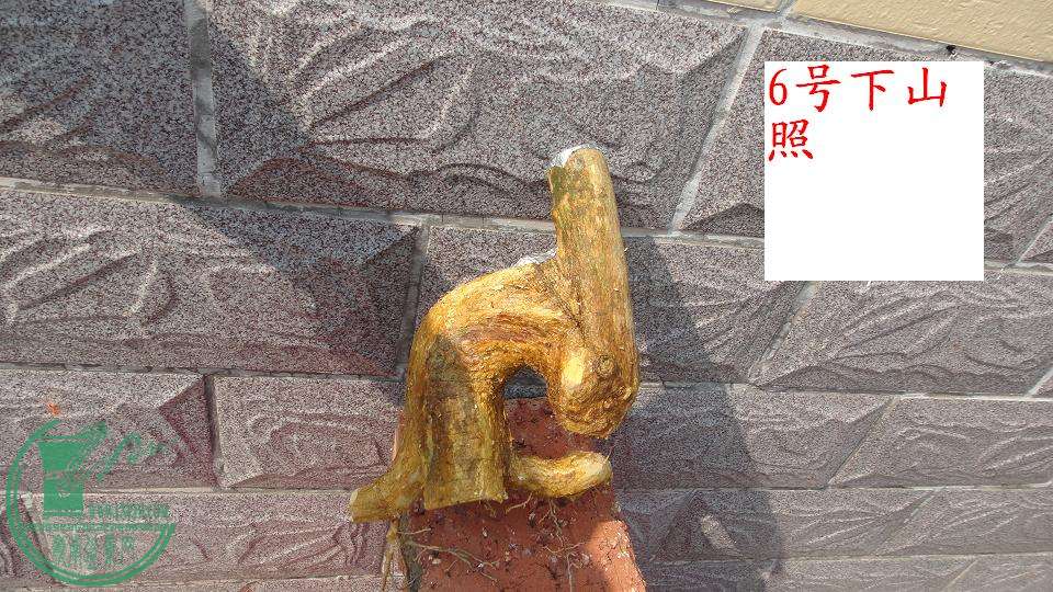 DSC01207.JPG