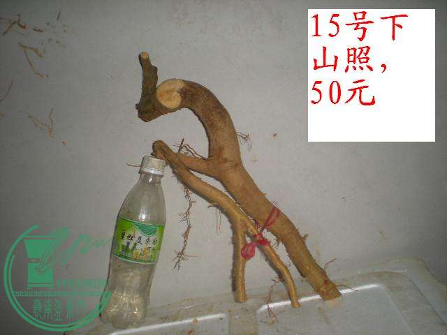 DSCN4053.JPG