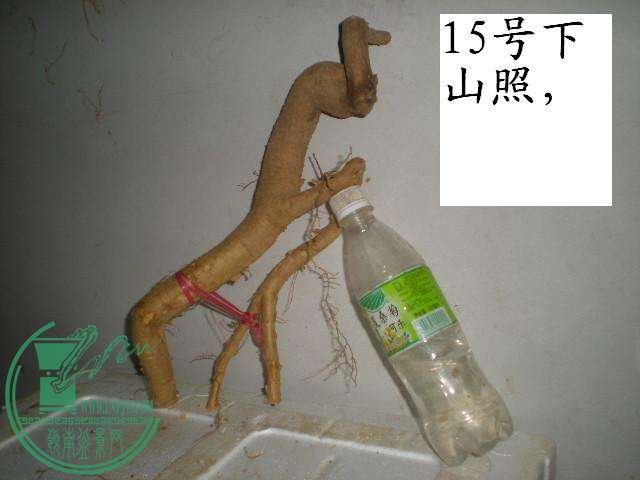DSCN4057.JPG
