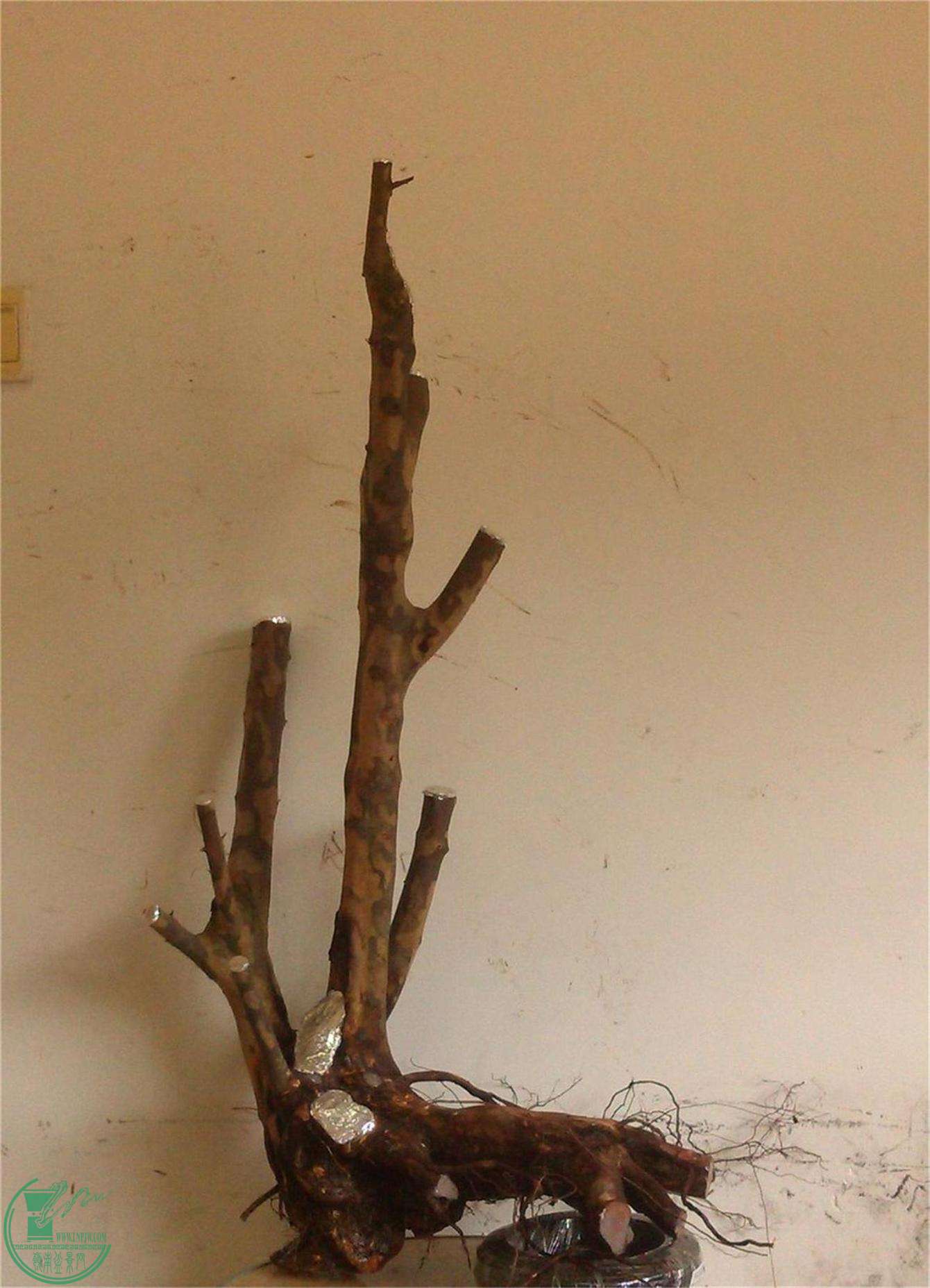 ȸ÷׮151IMG_20150209_132720_2345ͼ.jpg