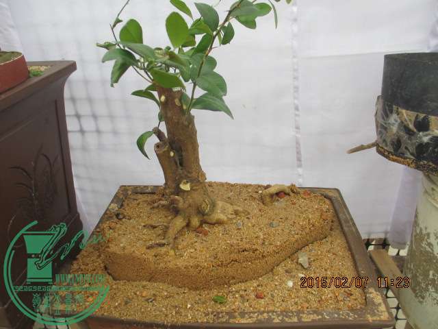 IMG_5453.JPG