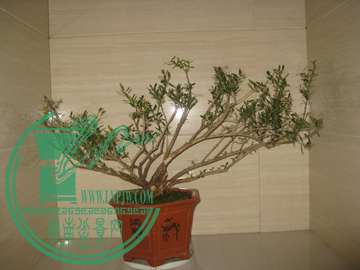 IMG_4926.jpg