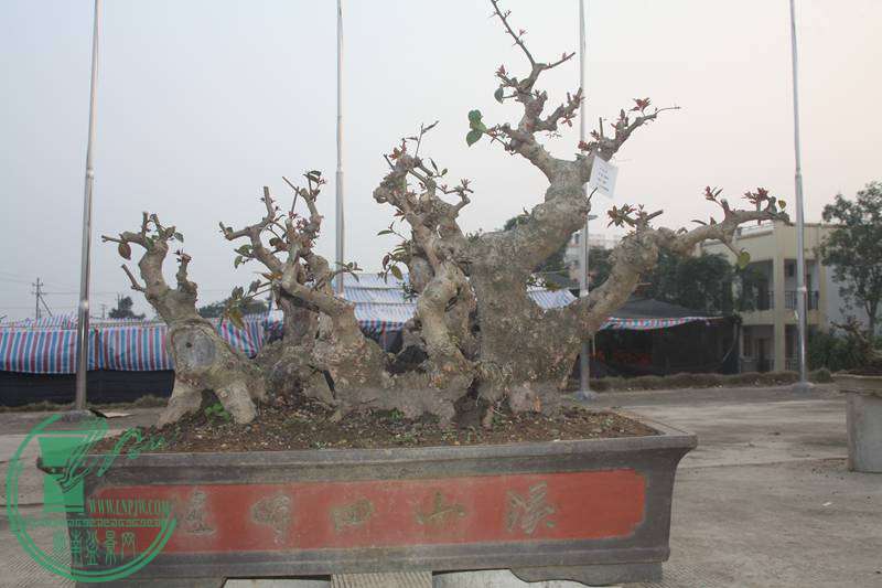 Ƭ20131026ۺ 2574.jpg