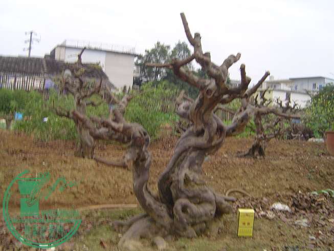 DSC01390.JPG