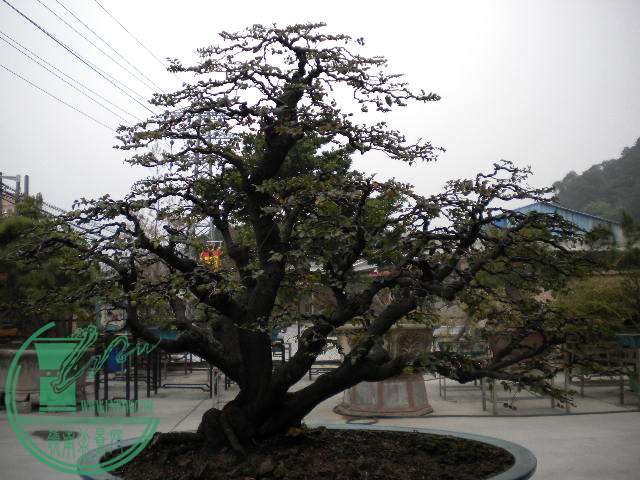 DSCN7838.JPG