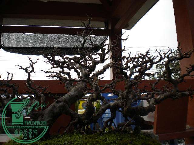 DSCN7751.JPG