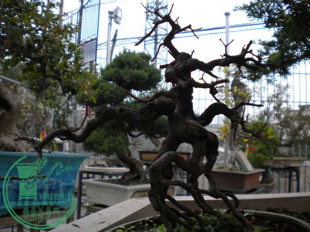 DSCN7801.JPG