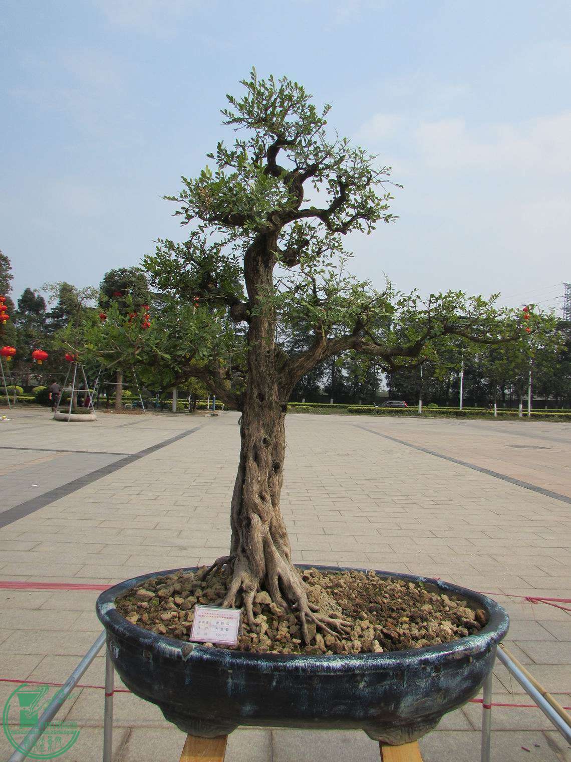 С IMG_0466.JPG
