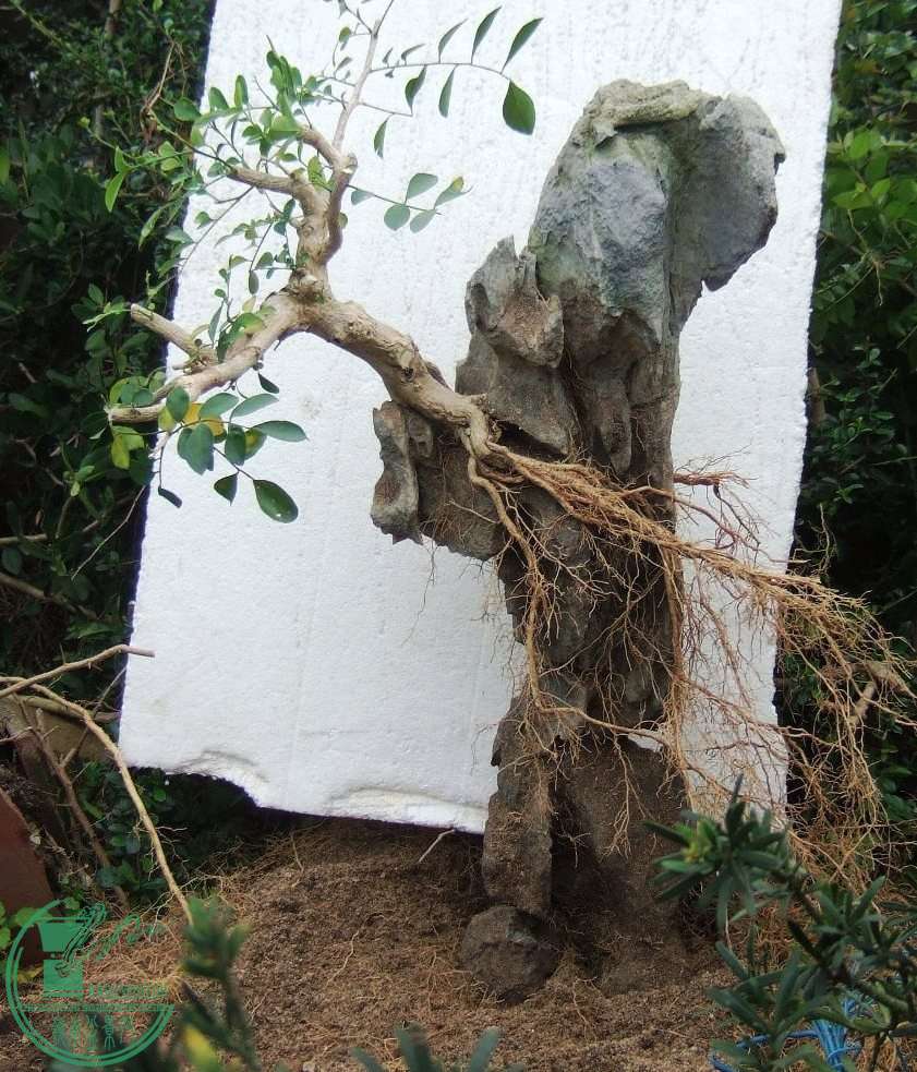 DSCF5917.JPG