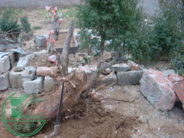 DSC02254.JPG