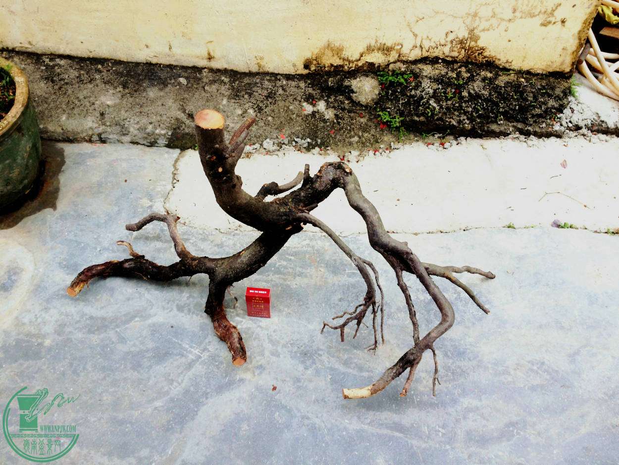 005.JPG