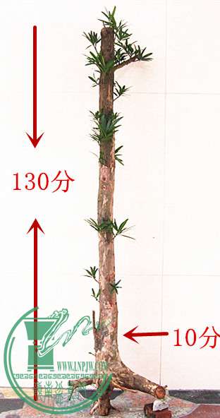 Ƭ 191__.jpg