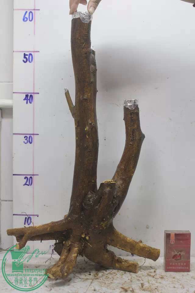 psb (3).jpg