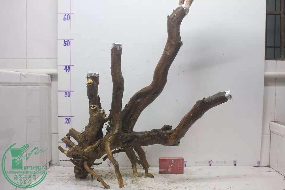psb (1).jpg