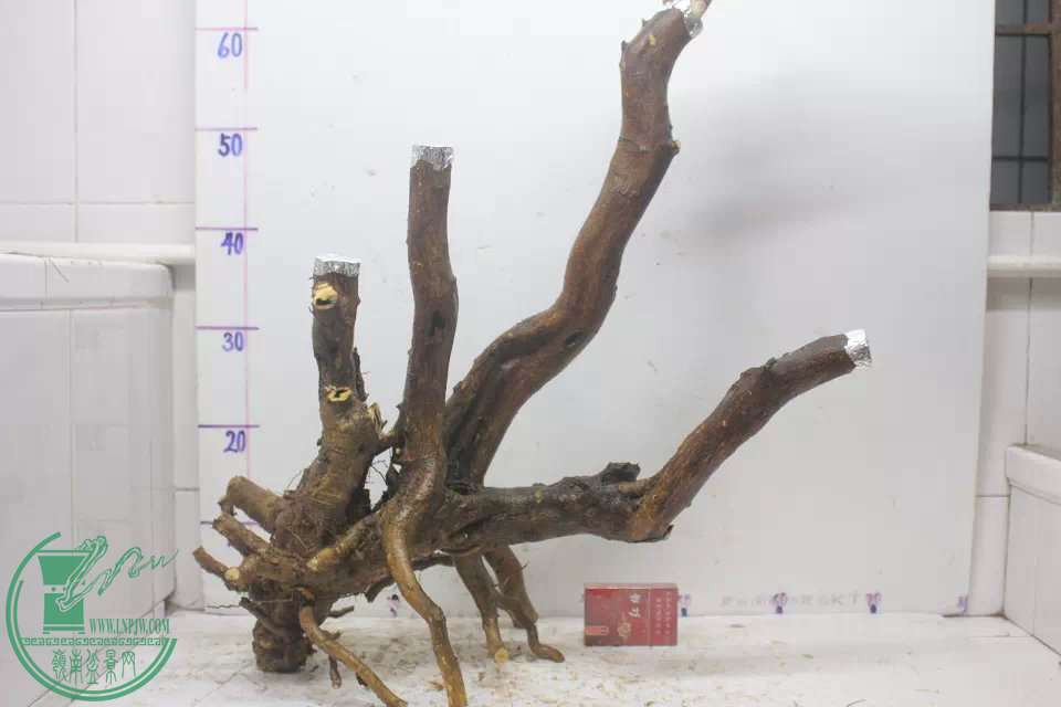 psb (2).jpg