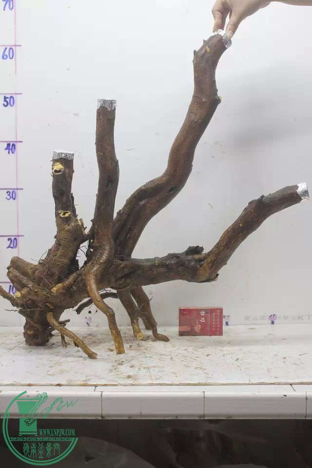 psb (3).jpg