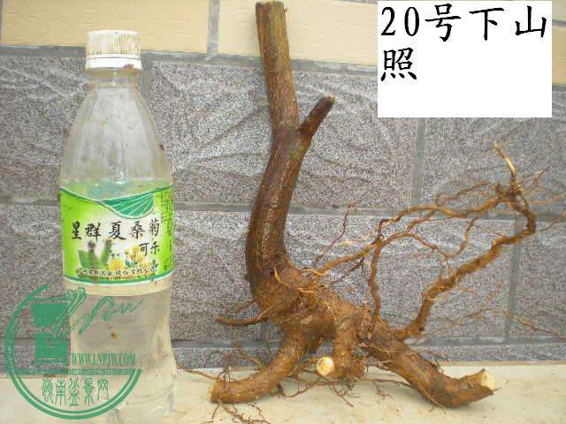 DSCN3926.JPG