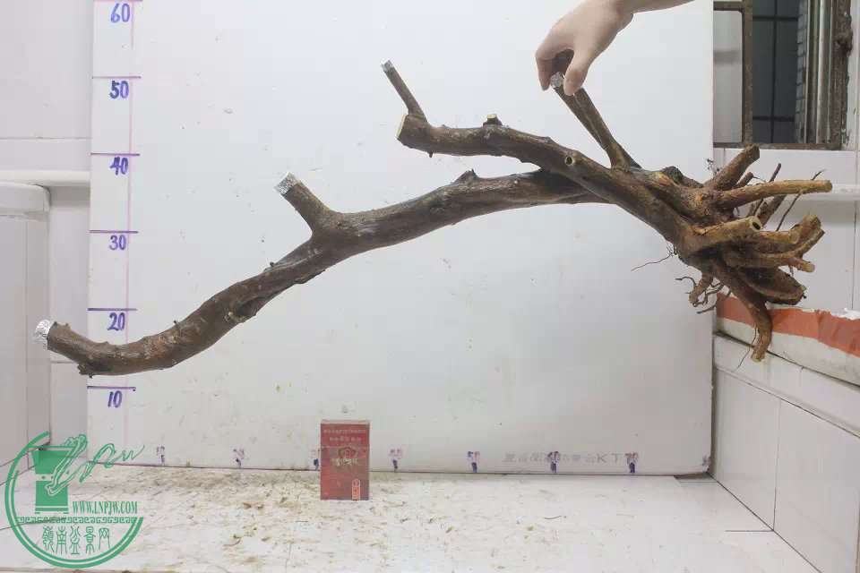 psb (1).jpg