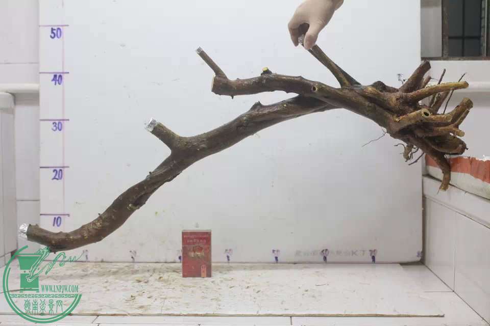 psb (2).jpg
