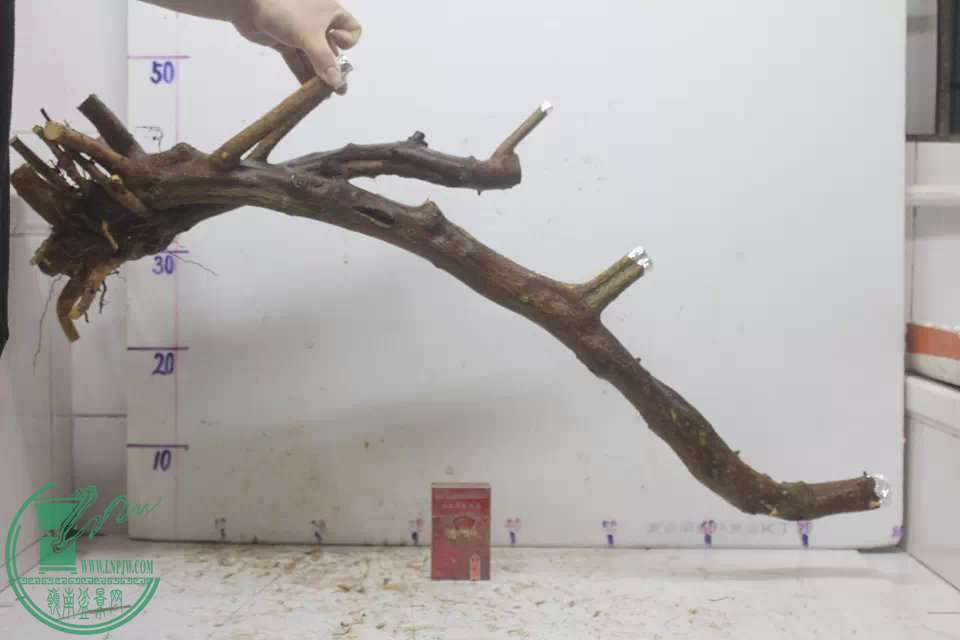 psb (3).jpg