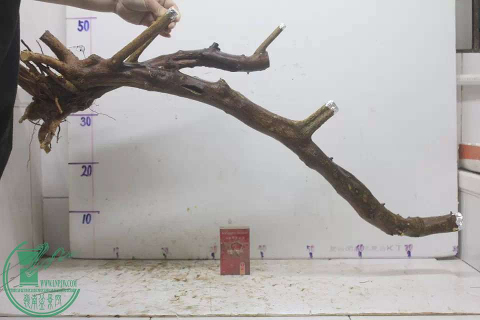 psb (4).jpg