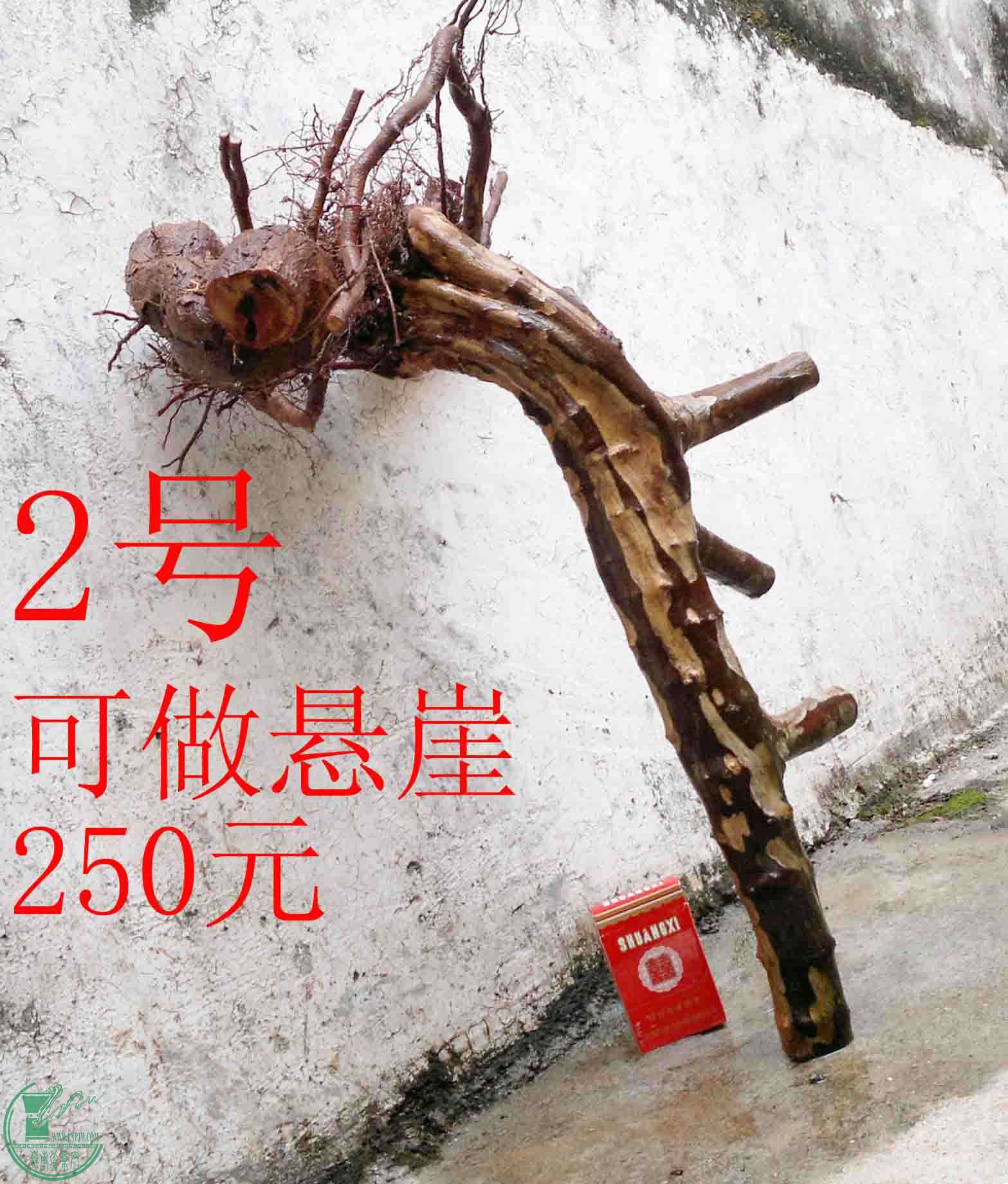 201101312411.jpg