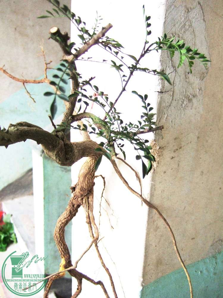 DSCF5955.JPG