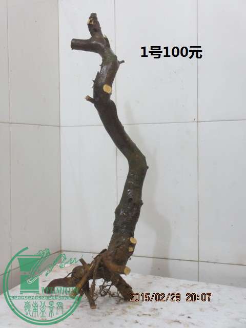 IMG_5605.JPG
