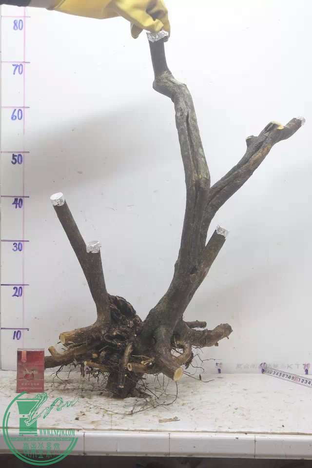 psb (12).jpg
