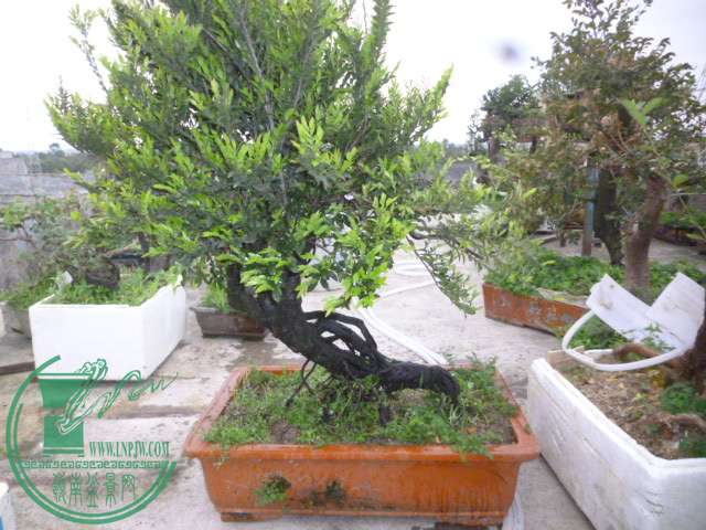 P1130014.JPG