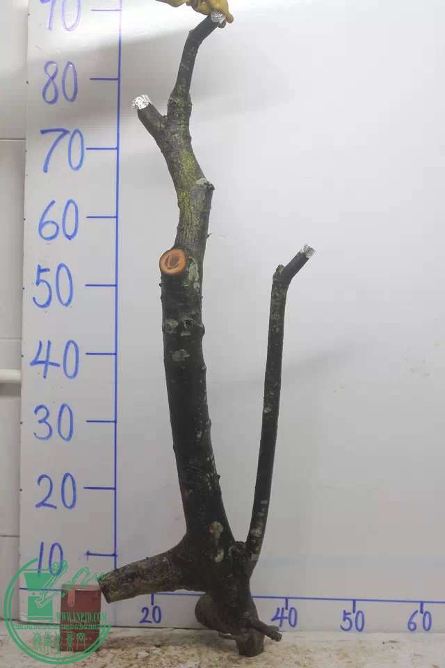 psb (38).jpg
