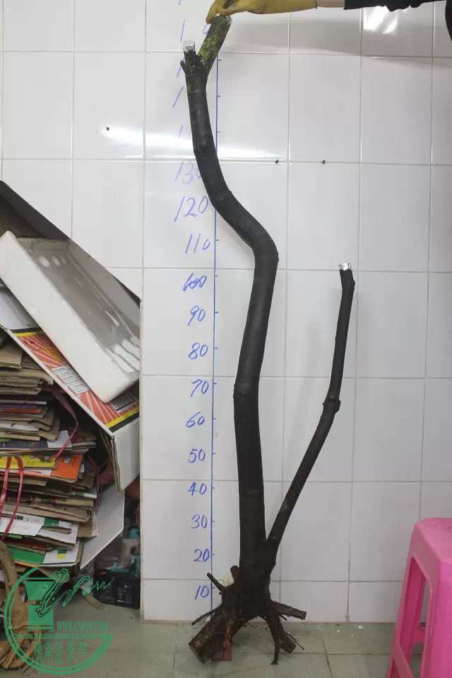 psb (40).jpg