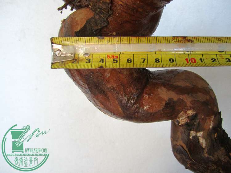 7cm.JPG