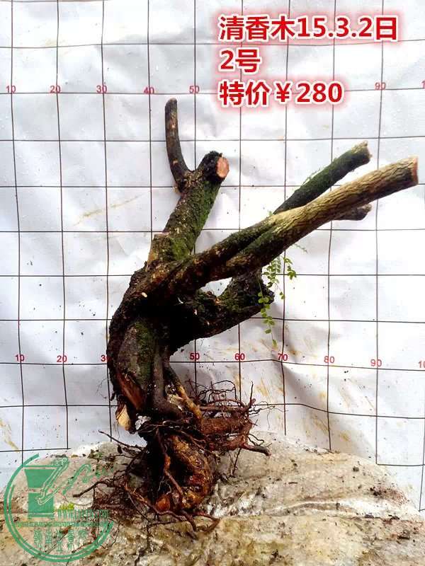 psb (14).jpg