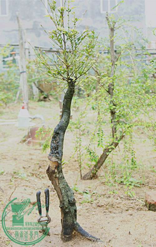 DSC09772__.jpg